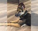 Small #3 German Shepherd Dog Mix