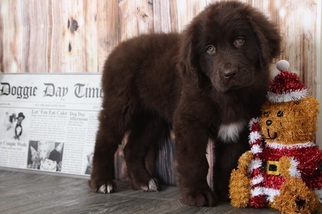 Newfoundland Puppy for sale in BEL AIR, MD, USA