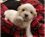 Small #4 Coton de Tulear