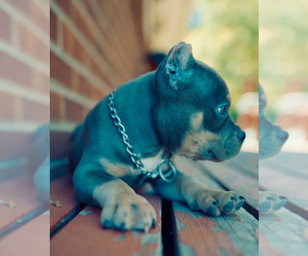 Medium Photo #3 American Bully Puppy For Sale in GREELEY, CO, USA