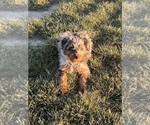 Small Photo #5 Aussiedoodle Miniature  Puppy For Sale in CENTRALIA, IL, USA