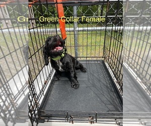 English Cocker Spaniel Puppy for sale in CHERAW, SC, USA