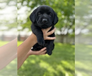 Labrador Retriever Puppy for sale in MESA, WA, USA