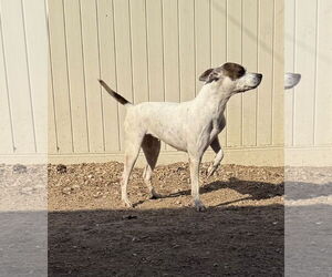 Radar - Female American Pit Bull Terrier-Unknown Mix Dog for Adoption - Photo #2