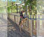 Small #3 German Shepherd Dog