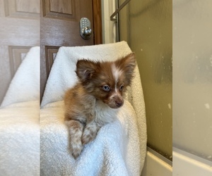 Australian Shepherd-Pomeranian Mix Puppy for sale in BREMEN, MN, USA
