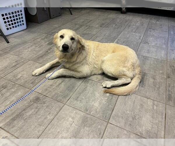Medium Photo #1 Labrador Retriever-Unknown Mix Puppy For Sale in Grand Prairie, TX, USA