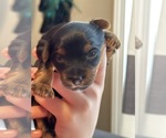 Small #18 Yorkshire Terrier