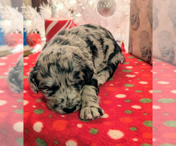 Medium Photo #12 Aussiedoodle Puppy For Sale in SPARTA, MO, USA