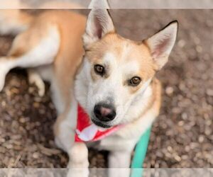 Mr. P. - Male Gerberian Shepsky Dog for Adoption - Photo #2