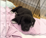 Small #1 Mutt