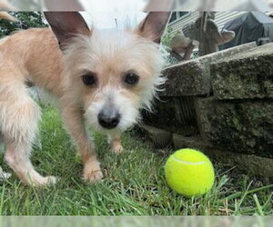 Mutt Dogs for adoption in Plainfield, IL, USA