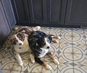 Mother of the Australian Shepherd puppies born on 11/27/2024
