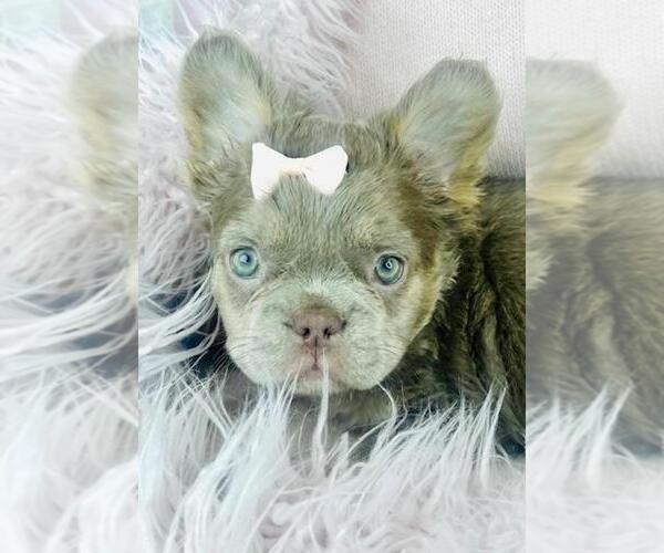 Medium Photo #13 French Bulldog Puppy For Sale in DACULA, GA, USA