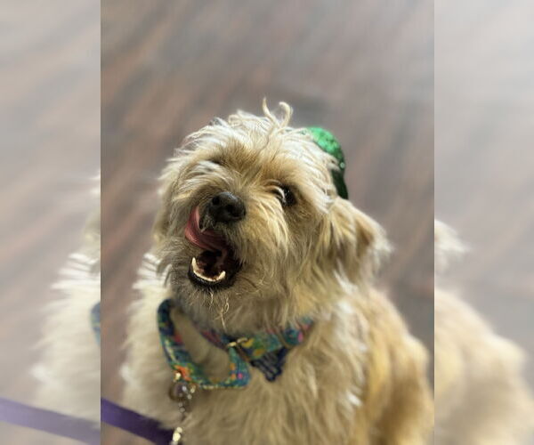 Medium Photo #3 Mutt Puppy For Sale in Fort Worth, TX, USA