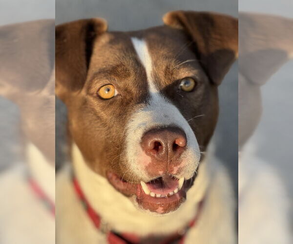 Medium Photo #11 Mutt Puppy For Sale in NEWPORT NH, NH, USA