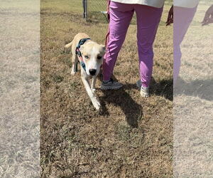 Akita-Siberian Husky Mix Dogs for adoption in Corning, AR, USA