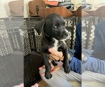 Small #3 Labrador Retriever Mix