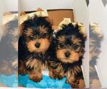 Small Photo #1 Yorkshire Terrier Puppy For Sale in MIAMI, FL, USA