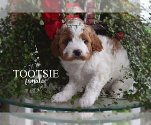 Cavapoo Puppy for Sale in STANLEY, Wisconsin USA