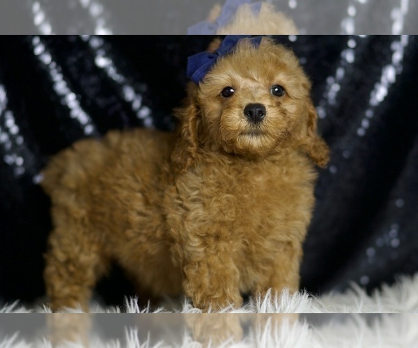 Medium Photo #4 Poodle (Miniature) Puppy For Sale in WARSAW, IN, USA