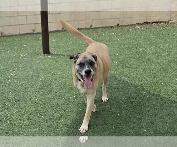 Medium Photo #4 Mastiff-Unknown Mix Puppy For Sale in Rockwall, TX, USA