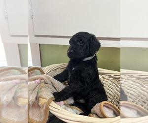 Goldendoodle Puppy for sale in VALE, NC, USA