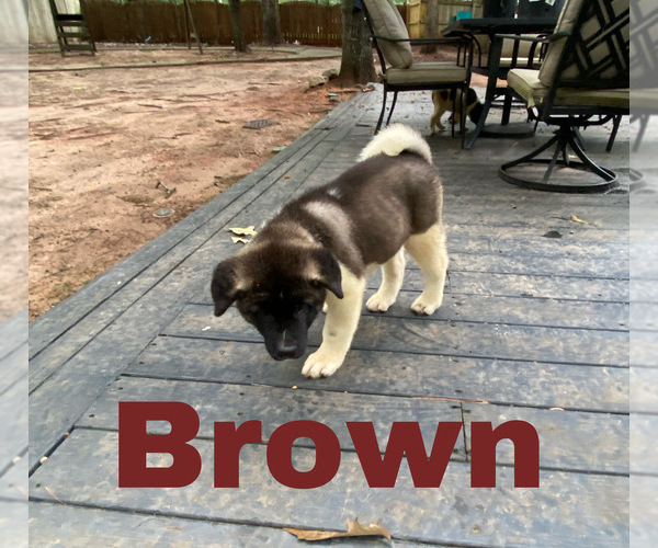Medium Photo #27 Akita Puppy For Sale in MCDONOUGH, GA, USA
