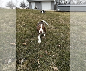 Beagle Litter for sale in VINTON, IA, USA