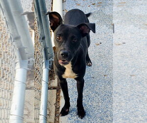 Mutt Dogs for adoption in Elmsford, NY, USA