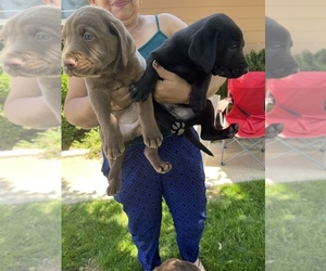 Labrador Retriever Puppy for sale in BAKERSFIELD, CA, USA