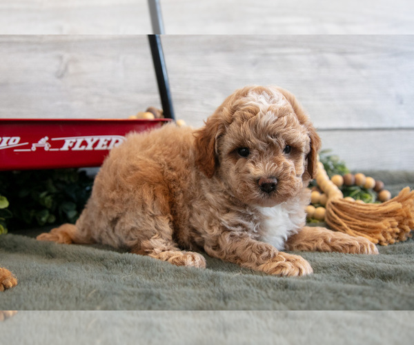 Medium Photo #3 Goldendoodle (Miniature) Puppy For Sale in MIDDLEBURY, IN, USA