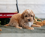 Small #2 Goldendoodle (Miniature)