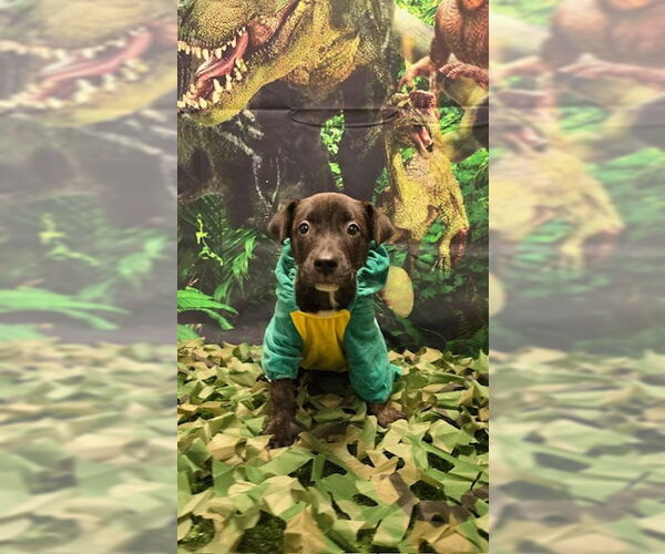 Medium Photo #2 Labrador Retriever-Unknown Mix Puppy For Sale in Clarkston, MI, USA