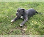 Small Photo #28 American Bully Puppy For Sale in OVERLAND, KS, USA