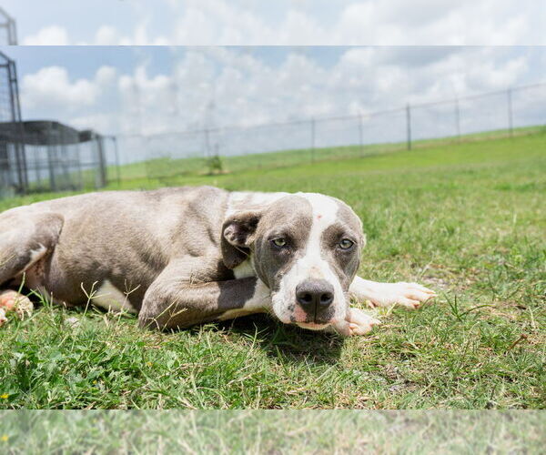 Medium Photo #2 Mutt Puppy For Sale in Abbeville, LA, USA