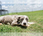 Small #1 Mutt