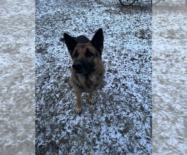 Medium Photo #1 German Shepherd Dog Puppy For Sale in ARMSTRONG, MO, USA