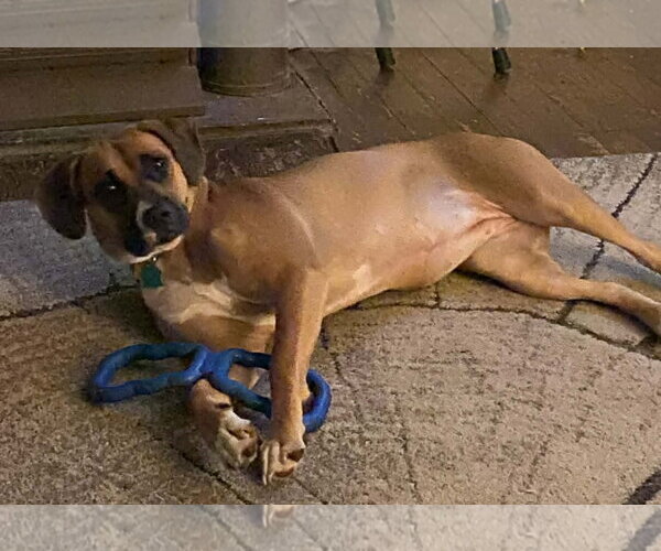 Medium Photo #2 Boxer-Unknown Mix Puppy For Sale in Burnsville, MN, USA
