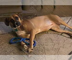 Small #1 Boxer Mix