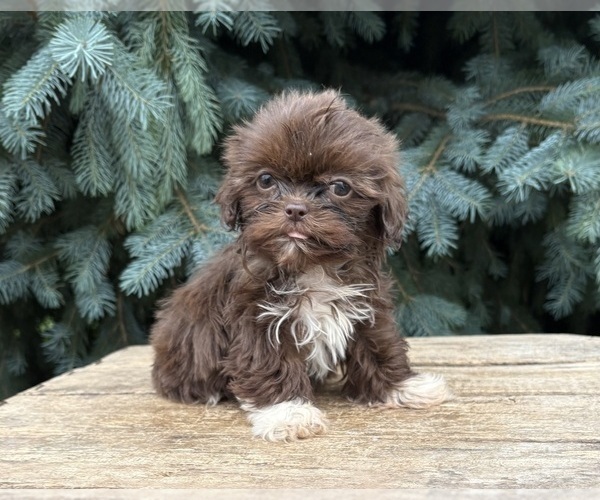 Medium Photo #2 Shih Tzu Puppy For Sale in MIDDLEBURY, IN, USA