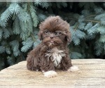 Small #1 Shih Tzu