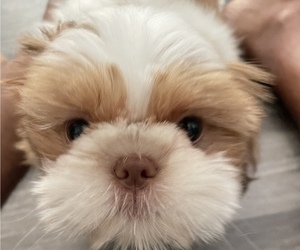 Shih Tzu Puppy for sale in CUMMING, GA, USA