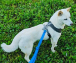 Small Photo #1 Shiba Inu Puppy For Sale in MANHEIM, PA, USA