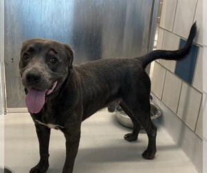 TANK - Male American Staffordshire Terrier Dog for Adoption - Photo #2