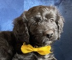 Small Photo #1 Golden Mountain Doodle  Puppy For Sale in AUBURNDALE, FL, USA