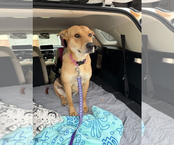 Medium Photo #3 Labrador Retriever-Unknown Mix Puppy For Sale in The Woodlands, TX, USA