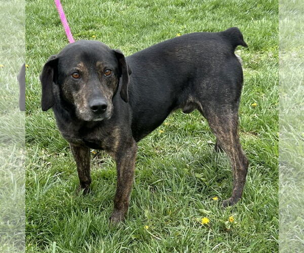 Medium Photo #2 Labrador Retriever-Unknown Mix Puppy For Sale in Batavia, OH, USA