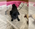 Small Photo #9 Pug Puppy For Sale in BRYANT, IN, USA