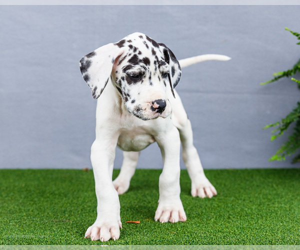 Medium Photo #5 Great Dane Puppy For Sale in WAKARUSA, IN, USA
